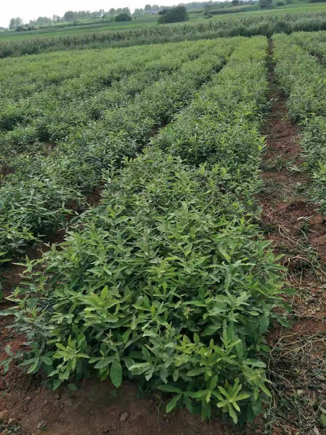 橡树小苗、麻栎小苗、栎树小苗供应