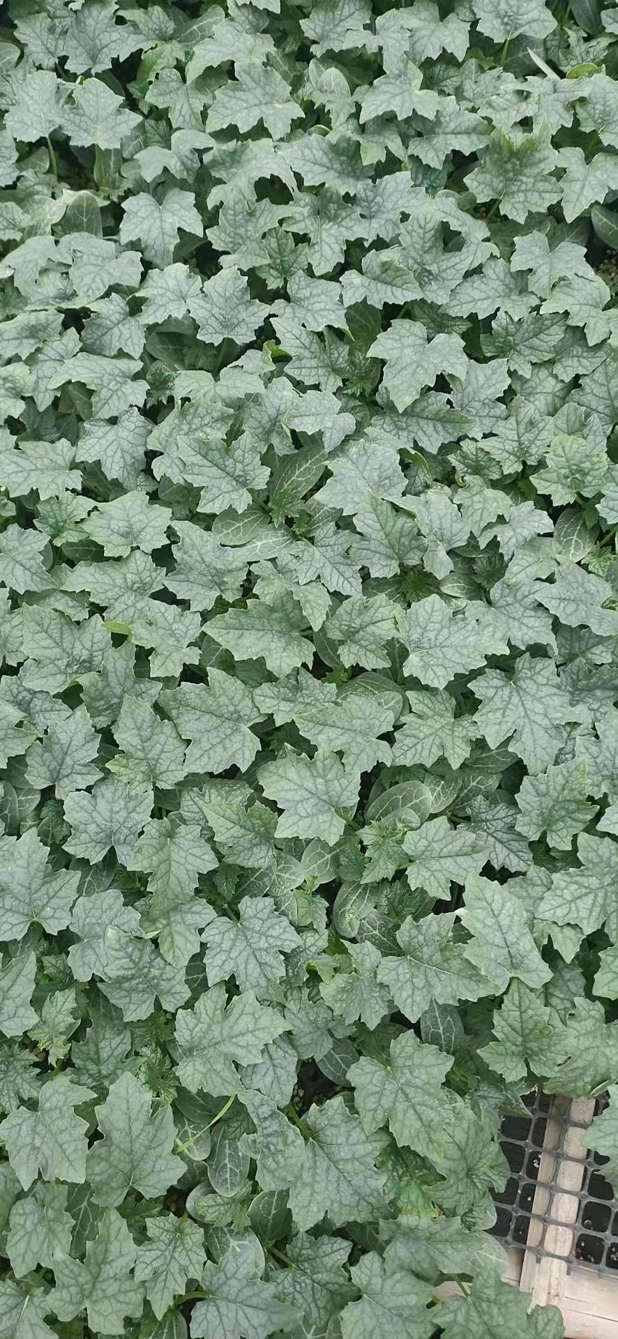 丝瓜苗 中绿丝瓜苗 越夏强雌丝瓜苗 长果型丝瓜苗