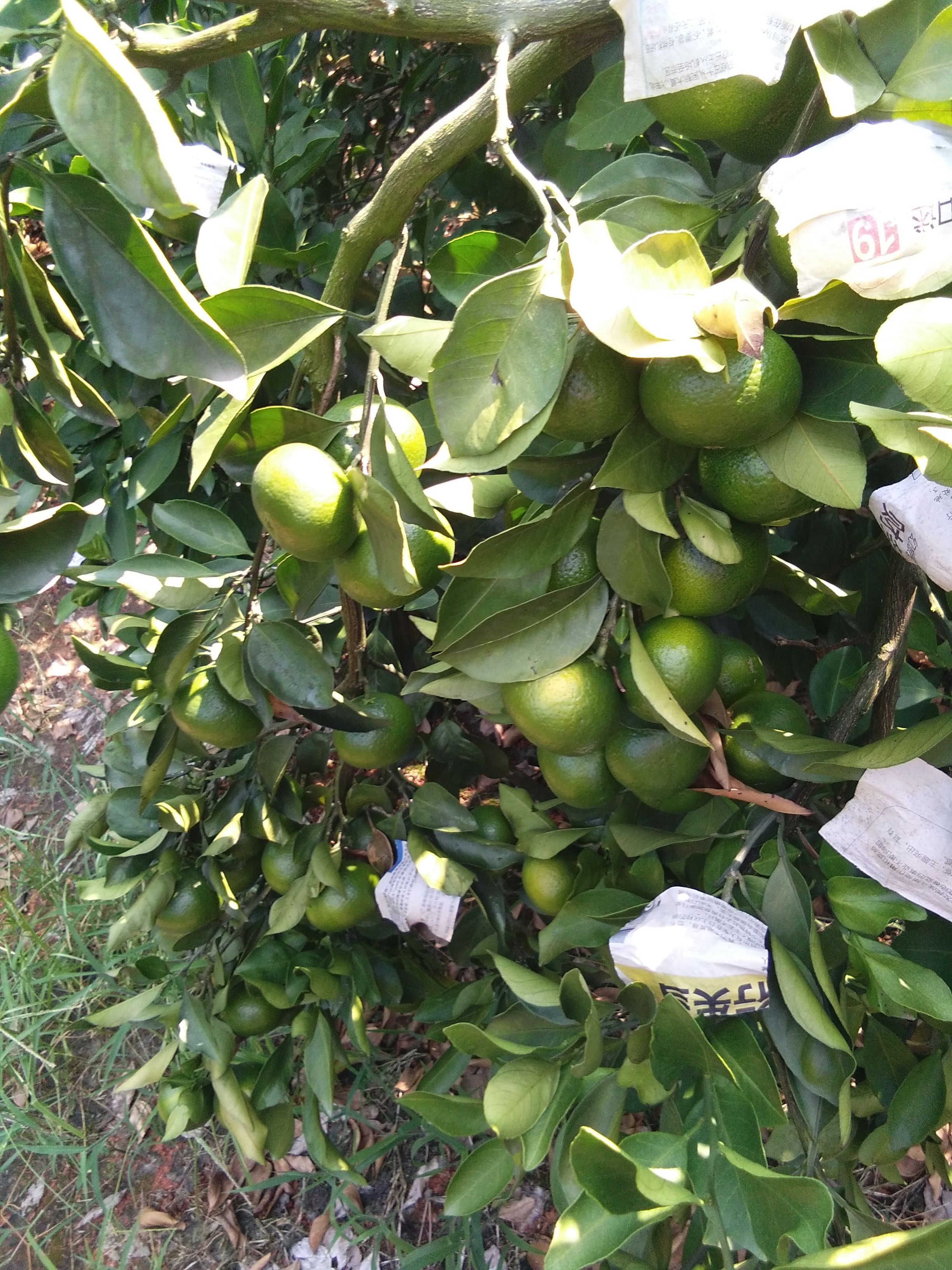  特早蜜桔