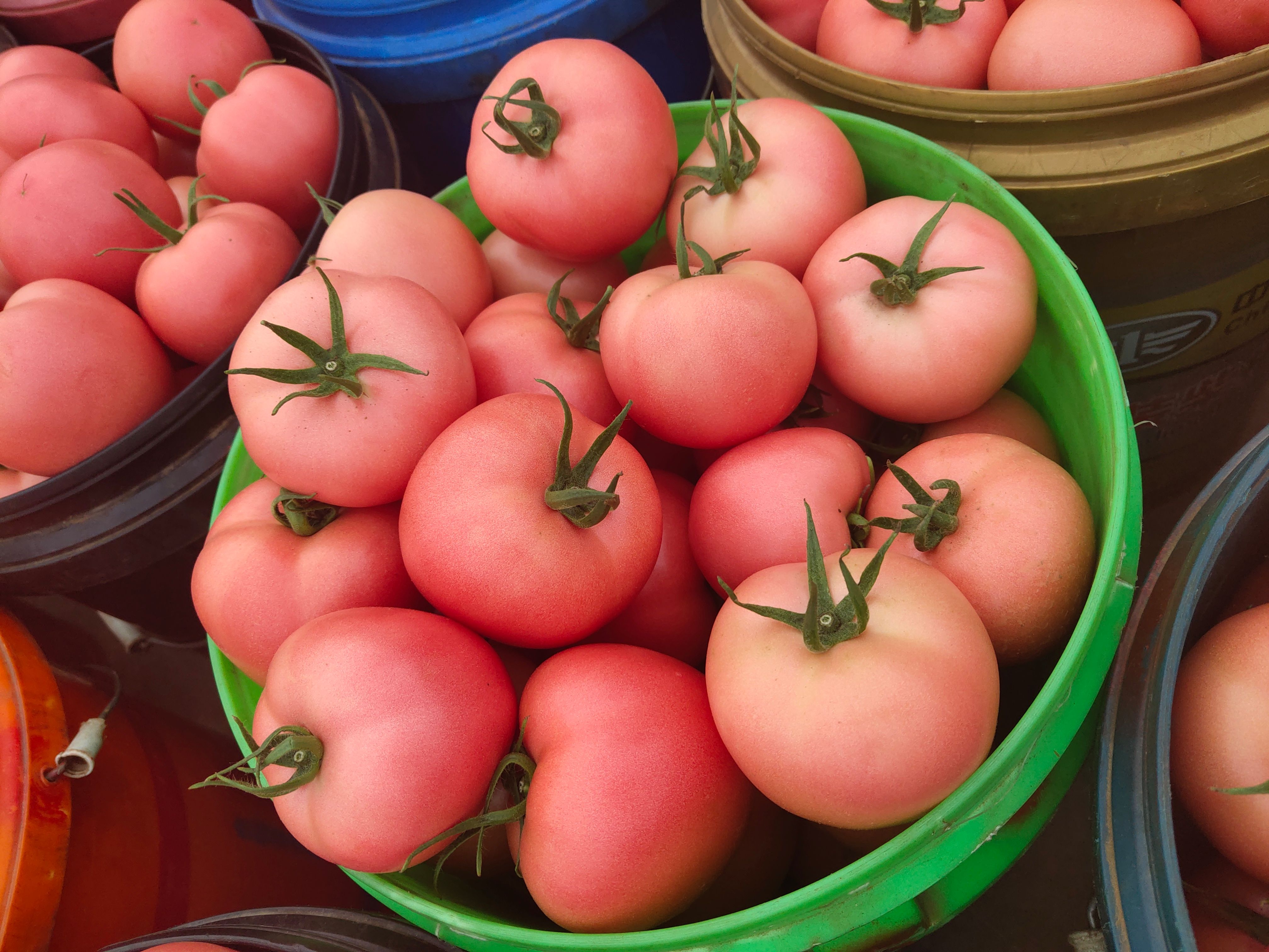 硬粉西红柿  山东省聊城硬粉，粉果大红果，西红柿，番茄产地直