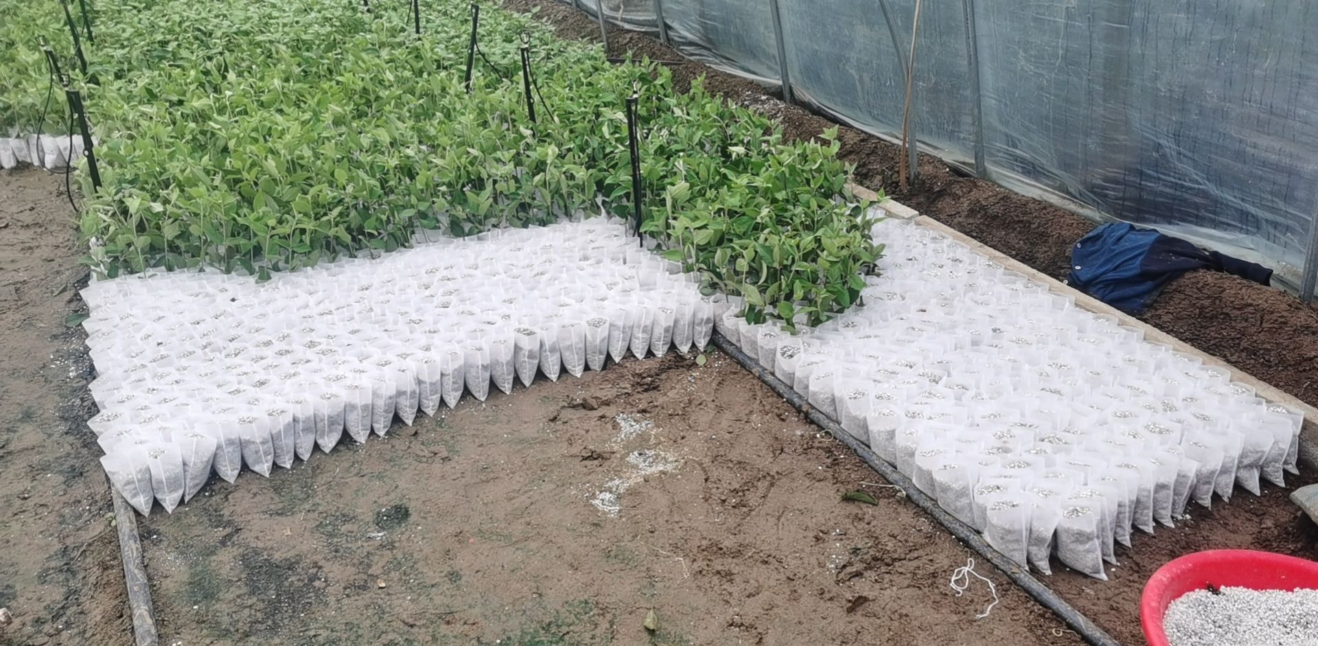 无纺布  袋，育苗袋，各种尺寸