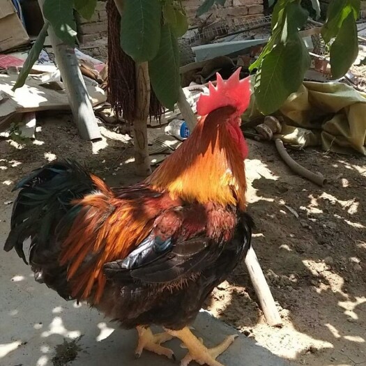 哈尔滨麻鸡 苞米，豆柏饲养，四斤半到5斤左右，麻5公鸡，母鸡都有。