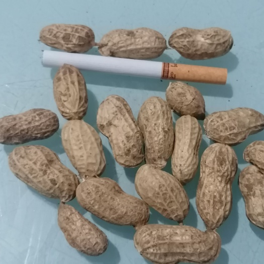邹城市 大量供应干花生（通货、精筛），品种大白沙、小白沙、鲁花系列等