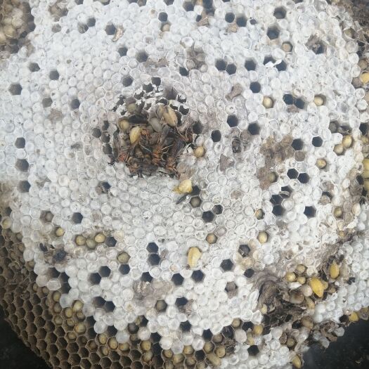 金平县云南天然蜂蛹
