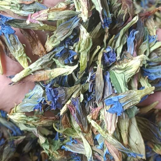 亳州龙胆花，虞美人
