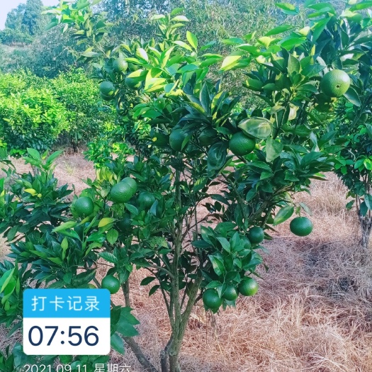 洪江市怀橙1号苗，冰糖橙换代品种，又名蜂蜜糖橙，耐贮