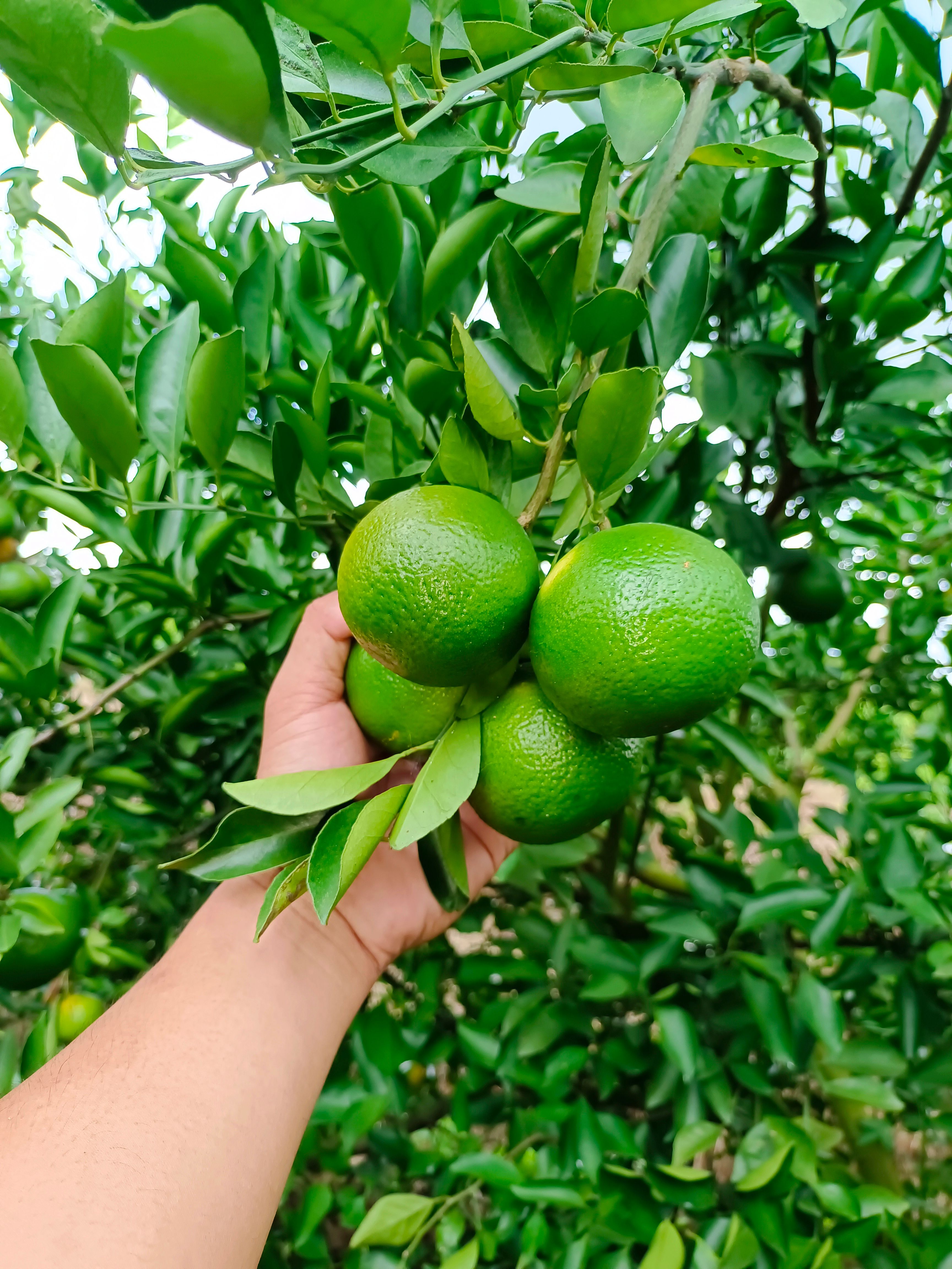 大量供應廣東茂名電白皇帝柑