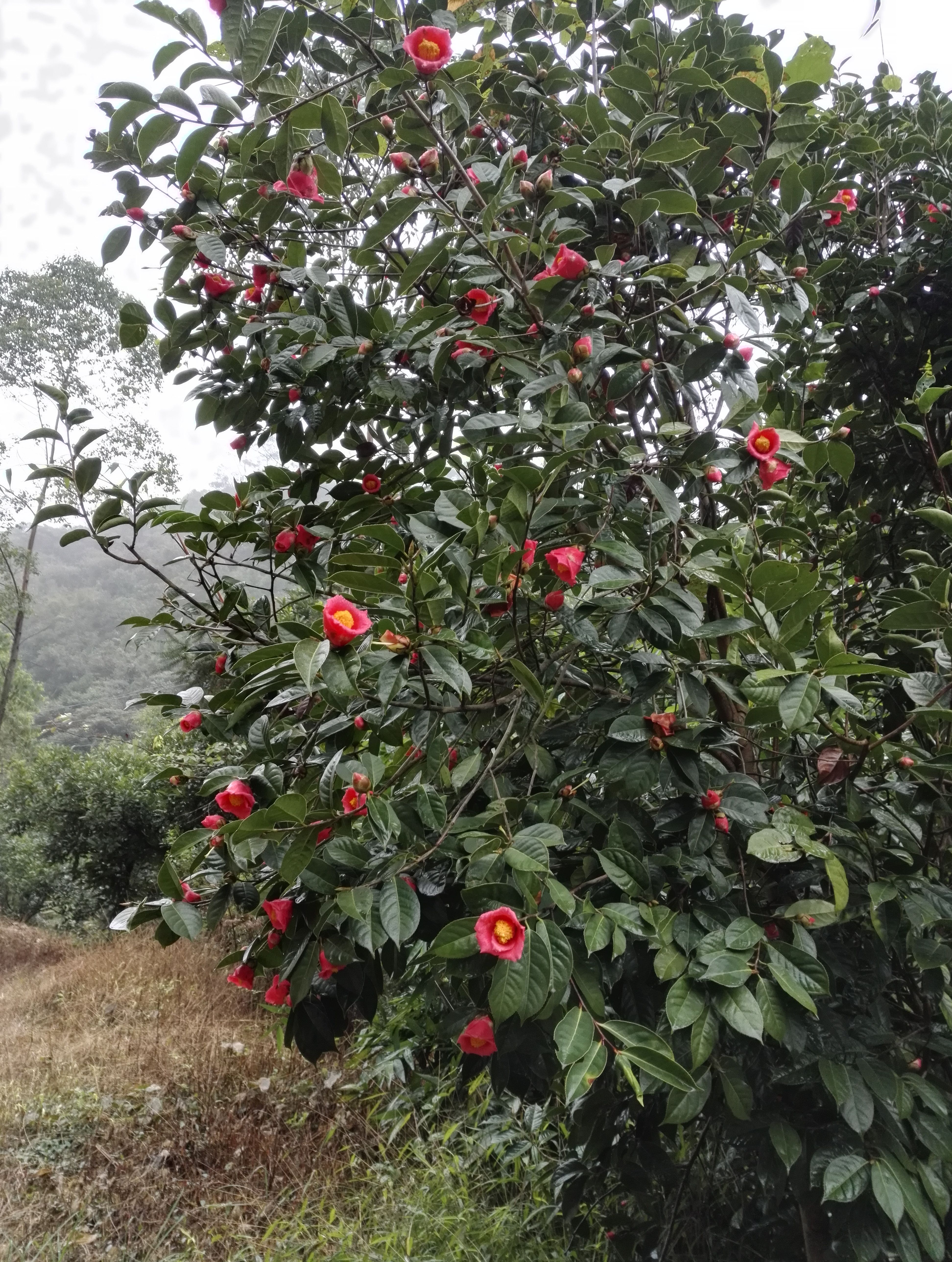 大果红花油茶 红花油茶苗