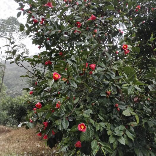 四会市大果红花油茶 红花油茶苗