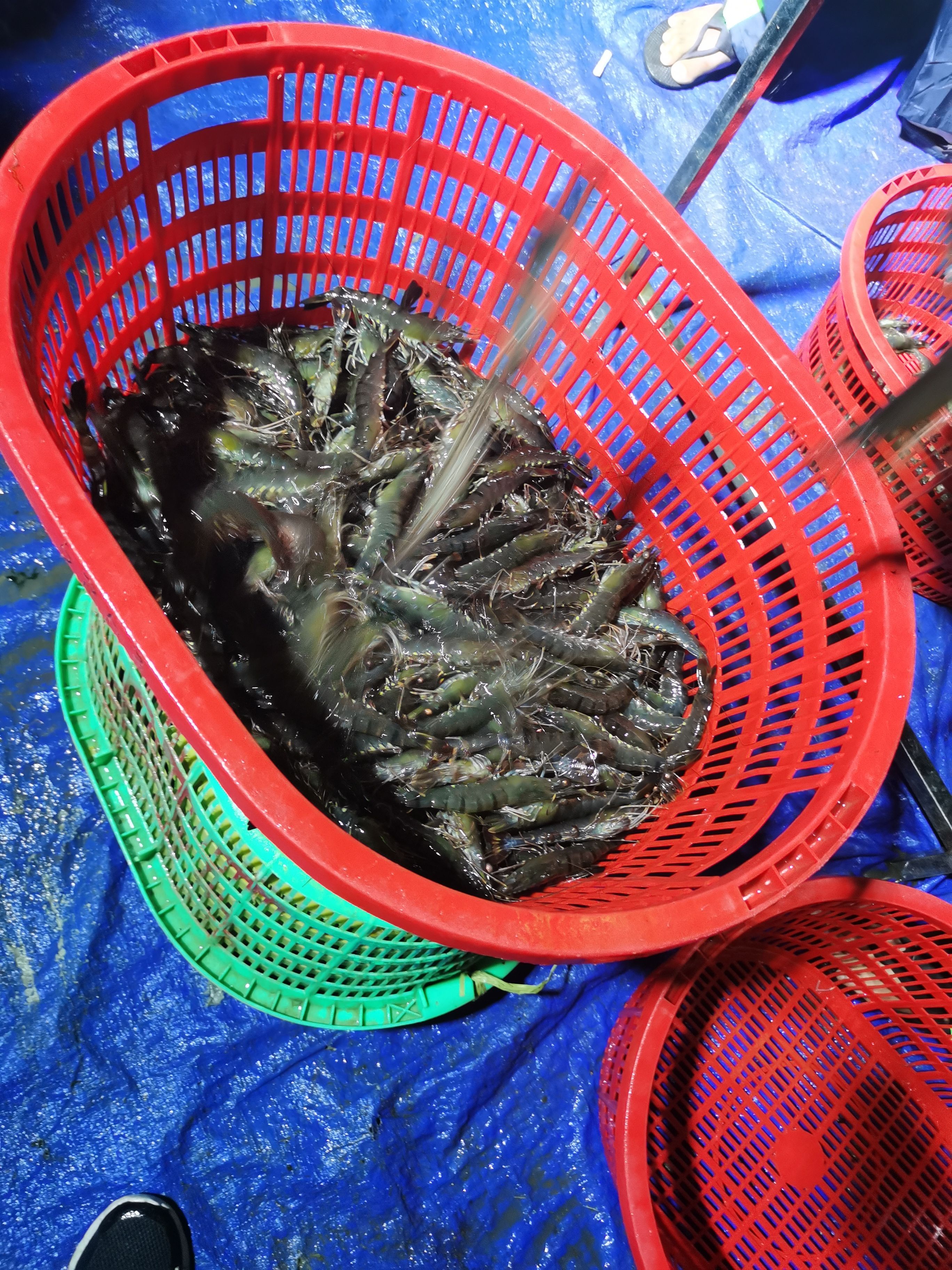 海南本地角虾-又名草虾、黑虎虾