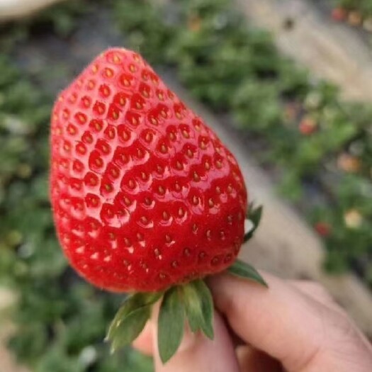 济南妙香7号草莓苗  妙香七号草莓苗基地，妙香七号草莓苗多少钱一
