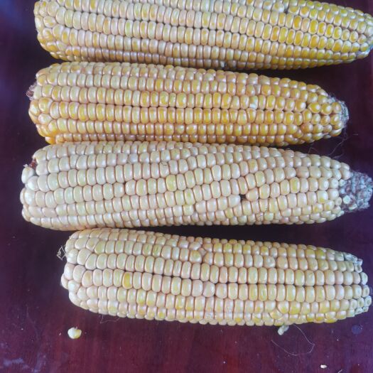 张家川县玉米青贮  青储玉米饲料，全株带棒青储，营养成分比例全面