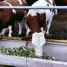 定襄县肉牛 300-500斤 公牛 牛犊 4-5月龄