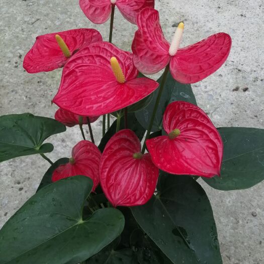 泗阳县红掌