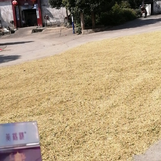 罗山县籼稻谷  中稻