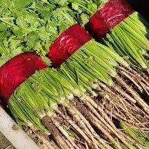 潍坊精品香菜