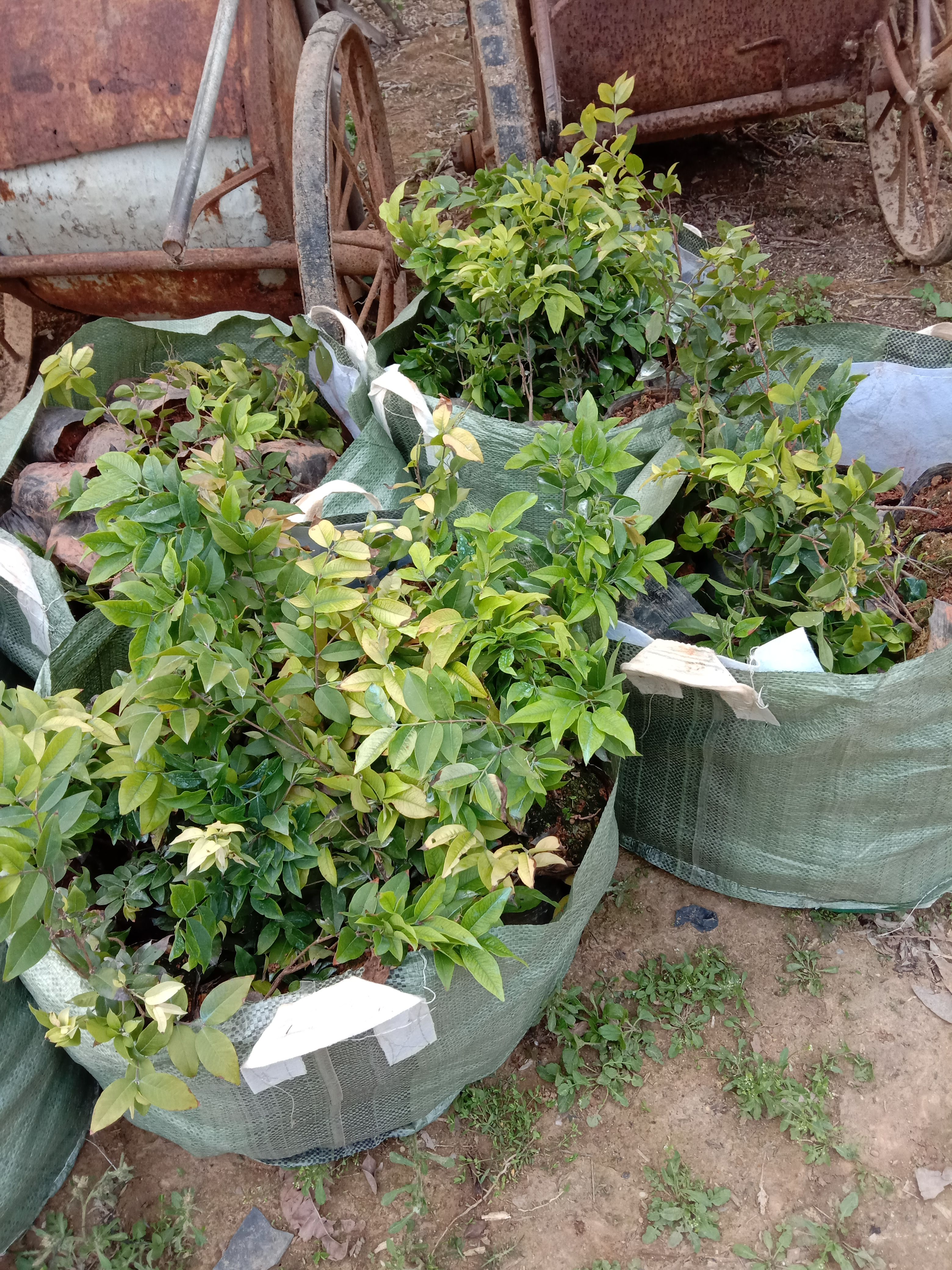 四季嘉宝果苗 红妃嘉宝果苗 庭院盆栽果树苗