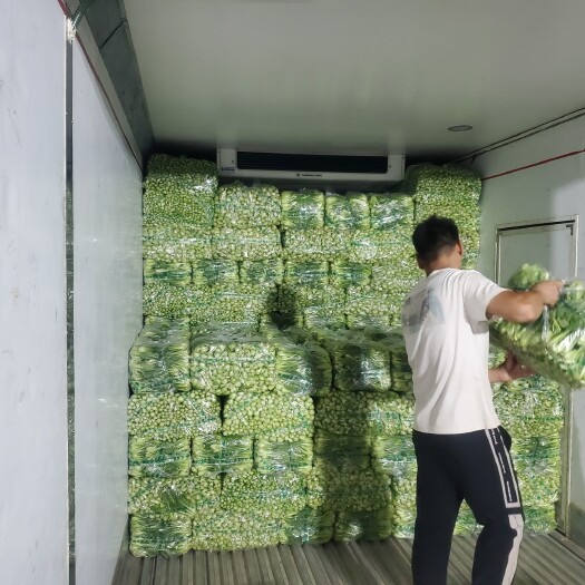 曹县 上海青