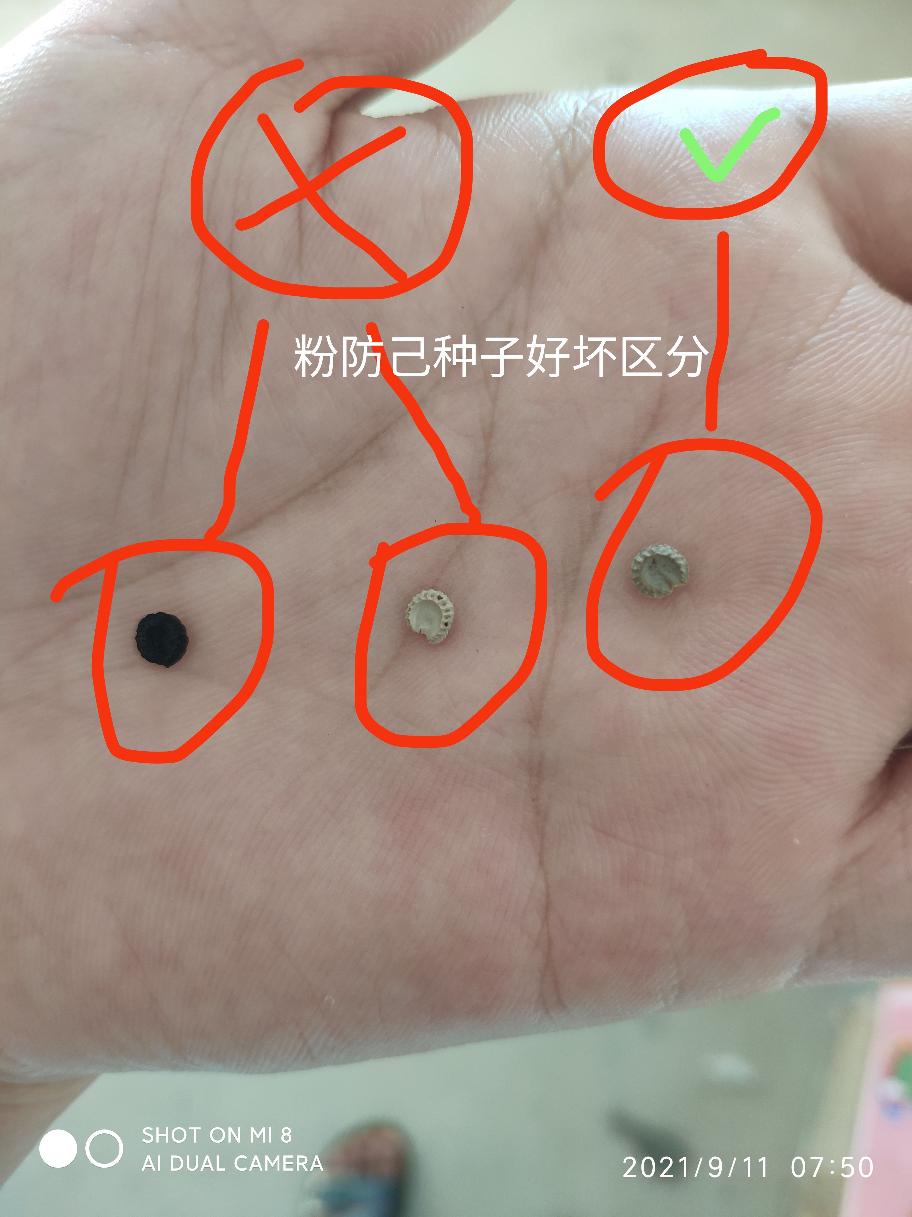 粉防己种子，去皮阴干净籽，发芽98以上，提供多年育苗经验，