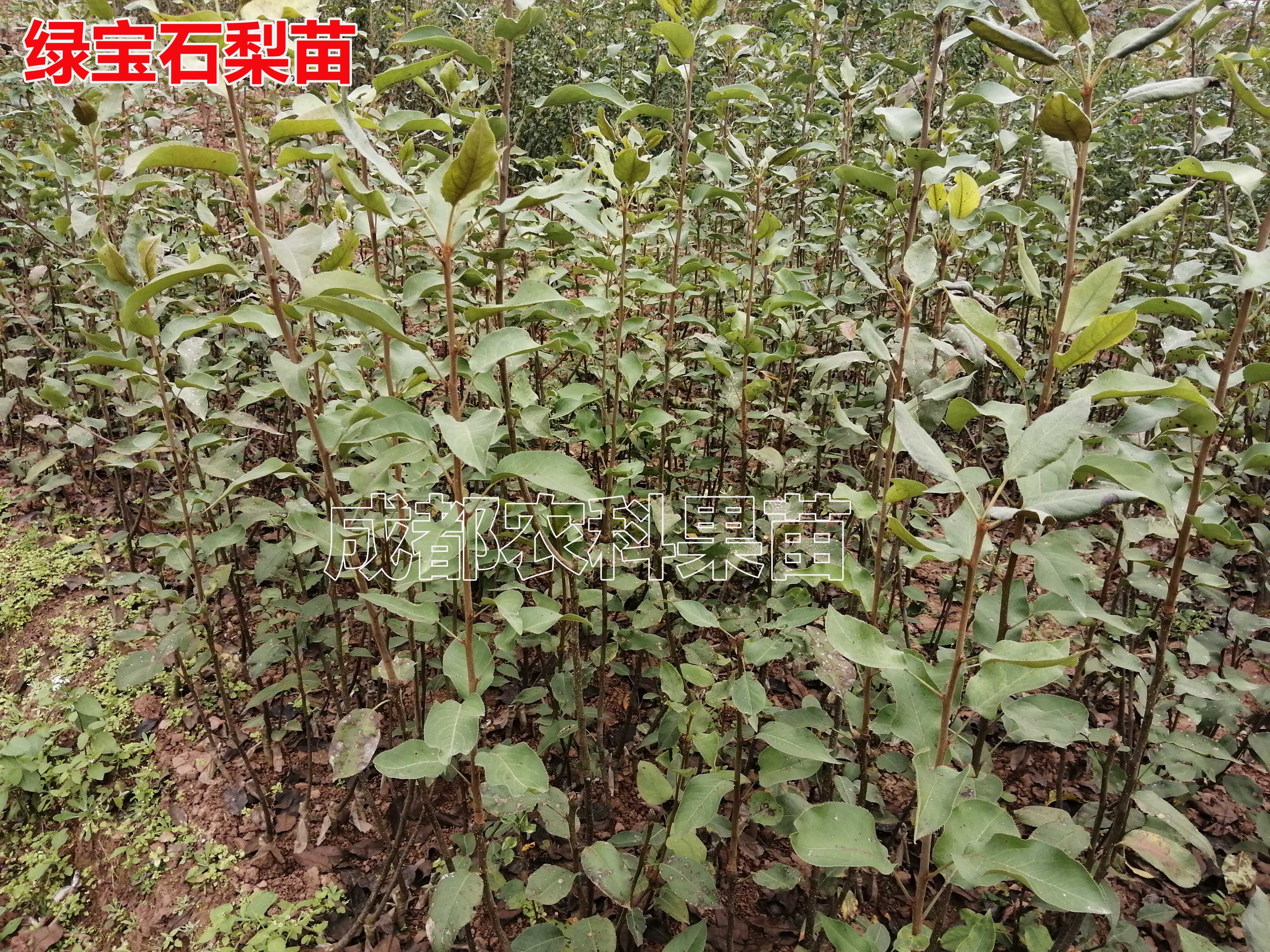绿宝石梨苗中梨一号梨子苗早熟梨树苗品种正宗签订合同指导技术