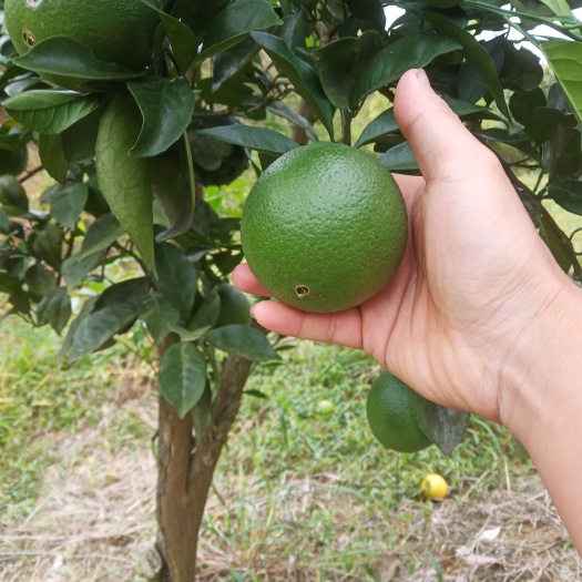 桃源县纽荷尔脐橙苗  圆丰纽荷尔脐橙土球苗