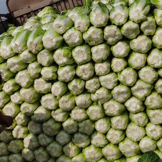 蔚县黄心大白菜  精荷花大白菜