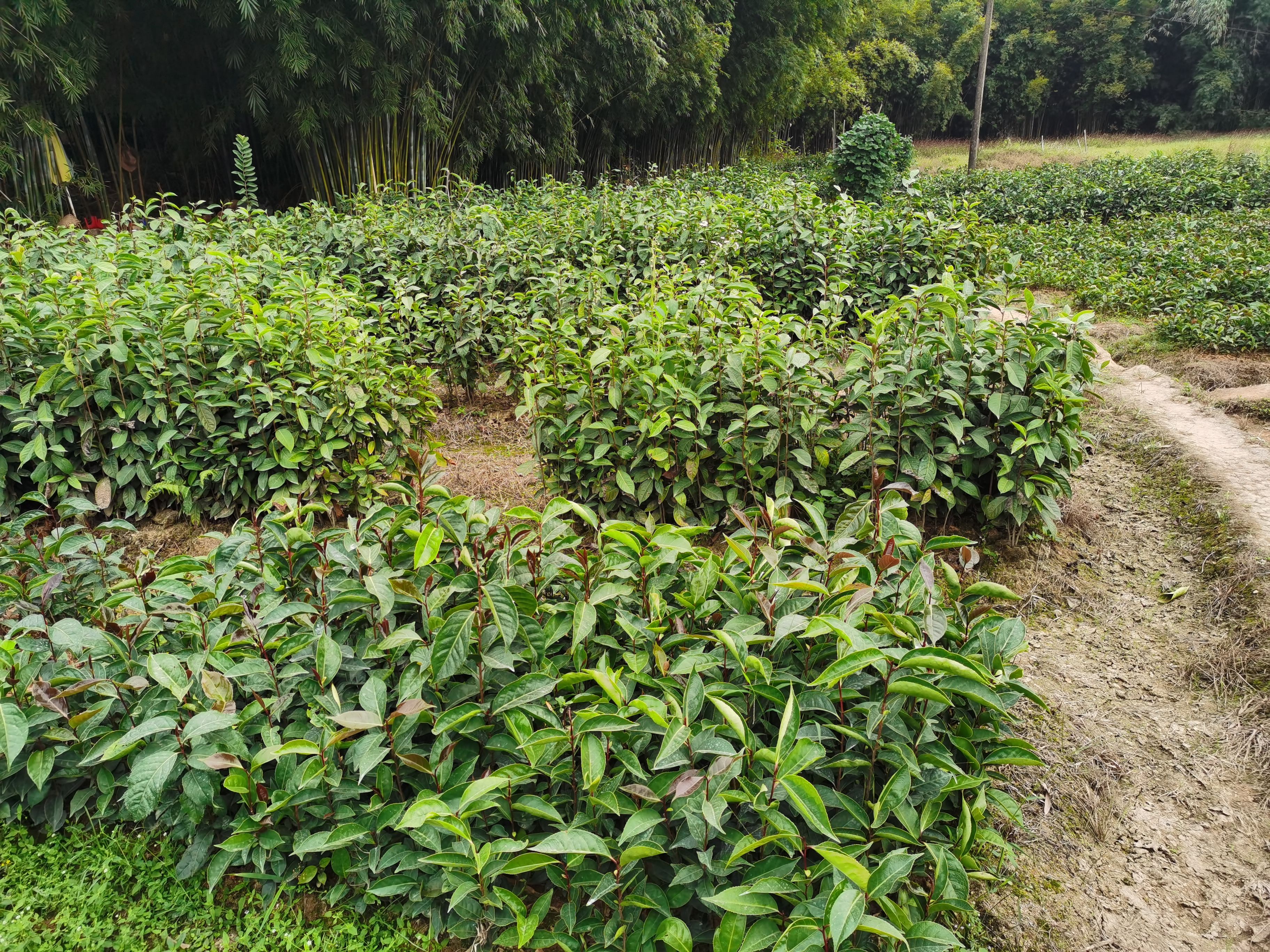 大果红花油茶 红花油茶苗