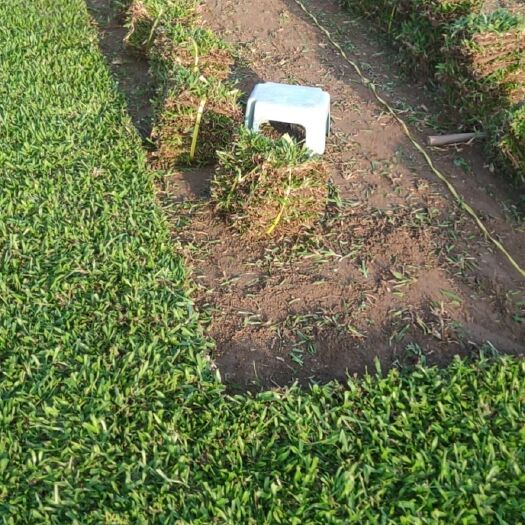 清远 大叶油草片及卷草30*100*3