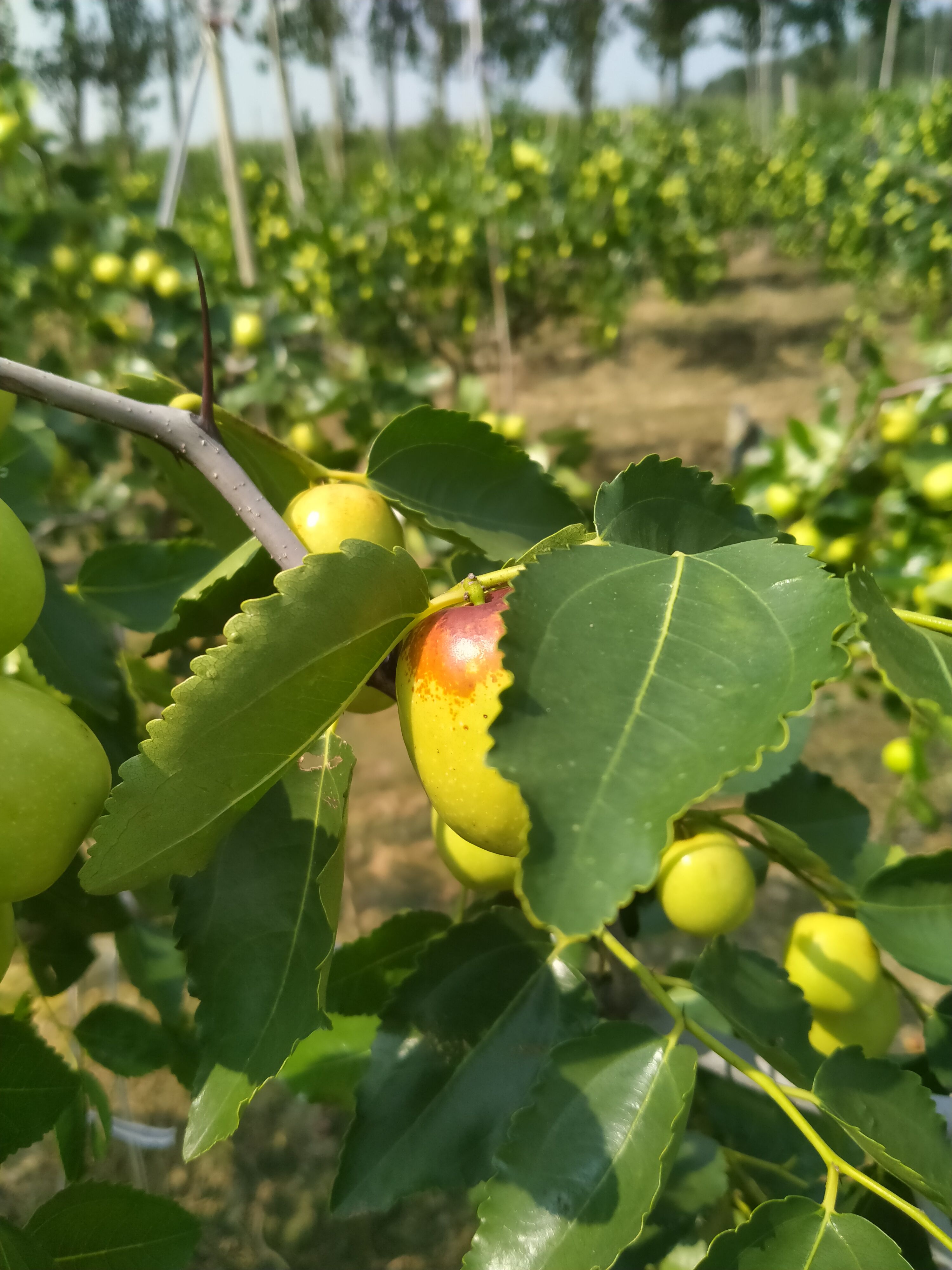 红枣 山东省潍坊市昌邑市 1个月