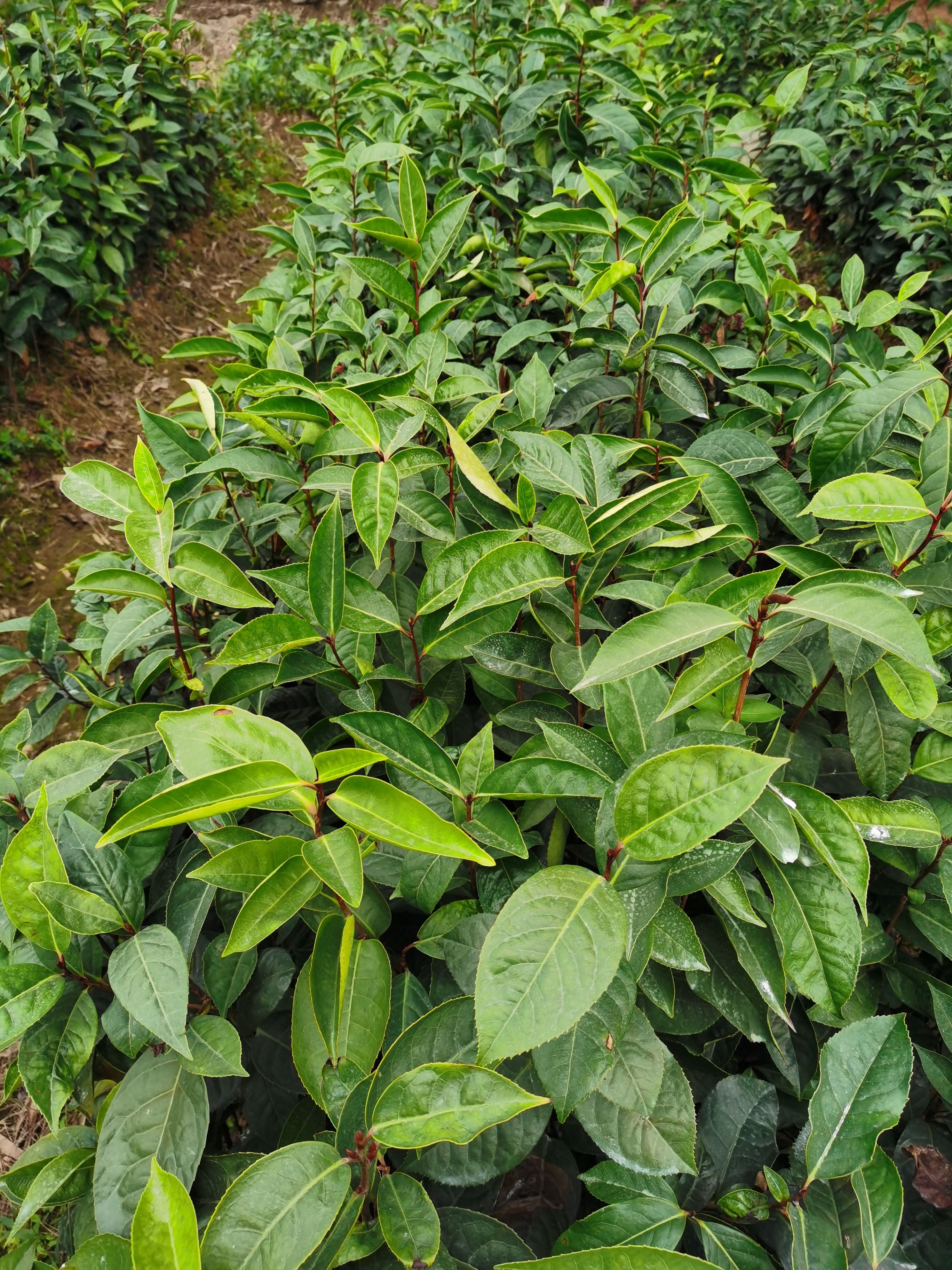 大果红花油茶 红花油茶苗