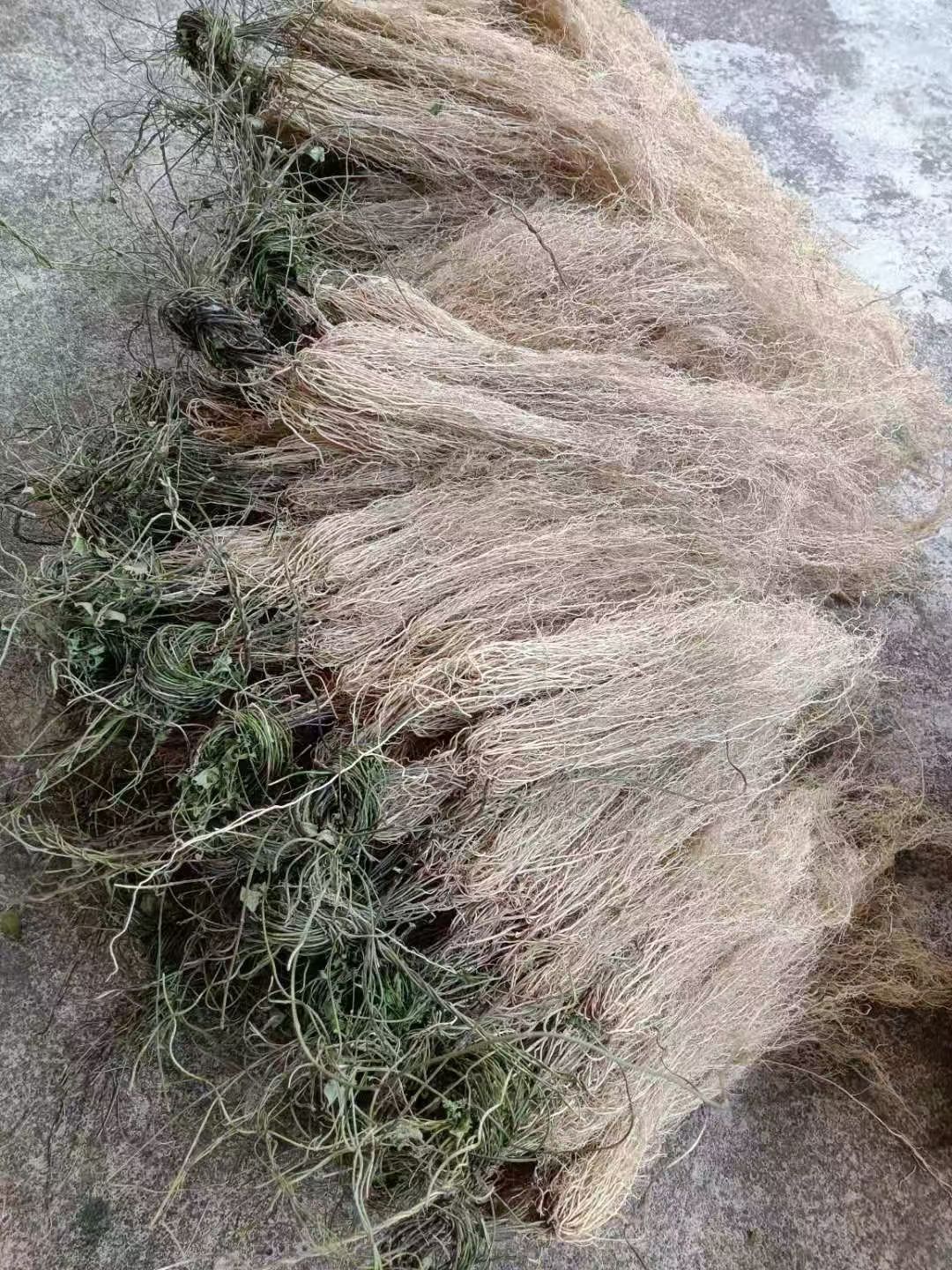 养肝草龙须草种植大户追求品质一手货源一年四季现挖现卖新鲜