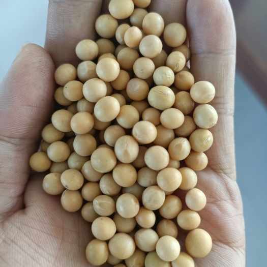 鄂伦春旗黄大豆  东北大豆