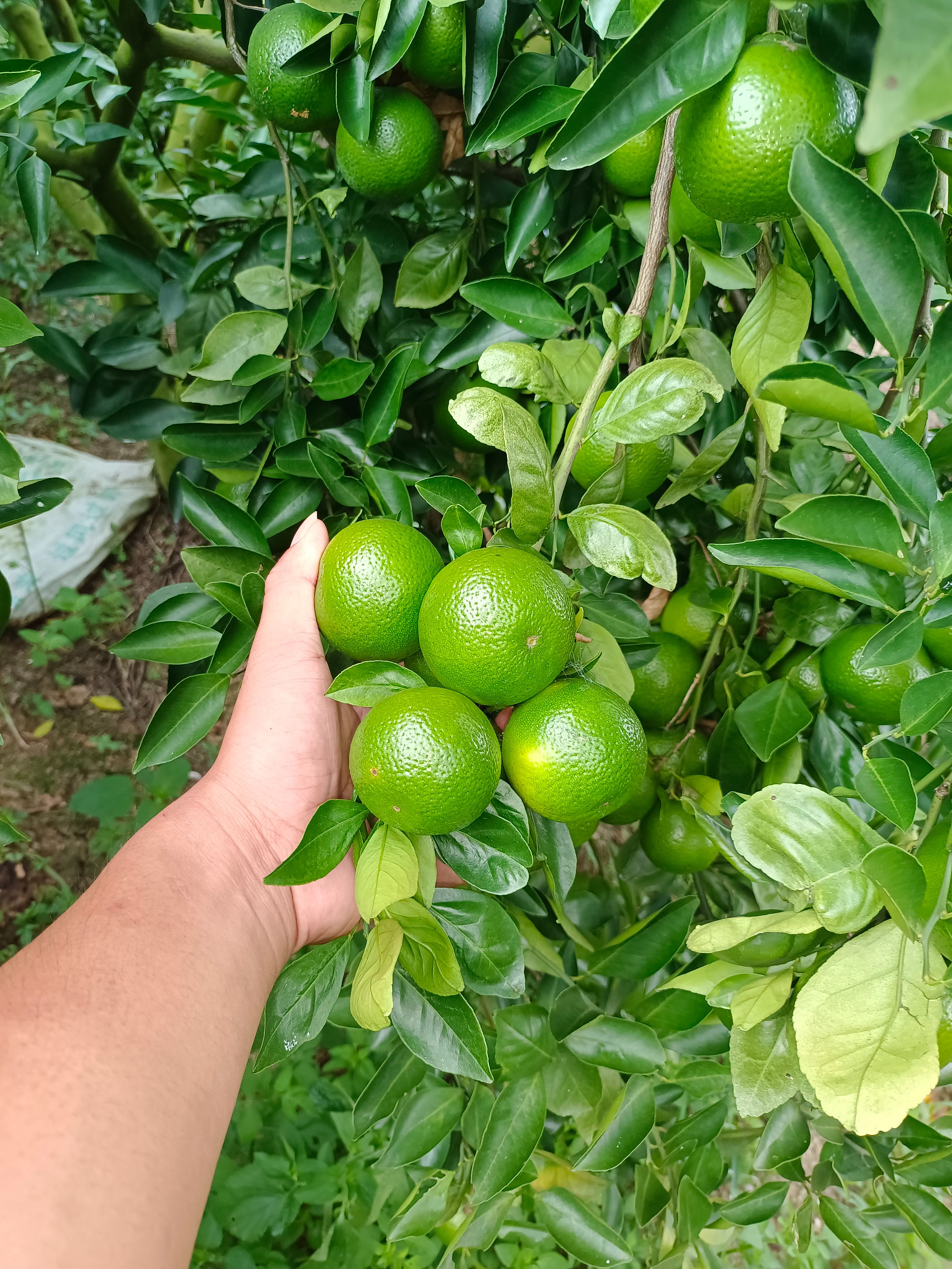 大量供應廣東茂名電白皇帝柑