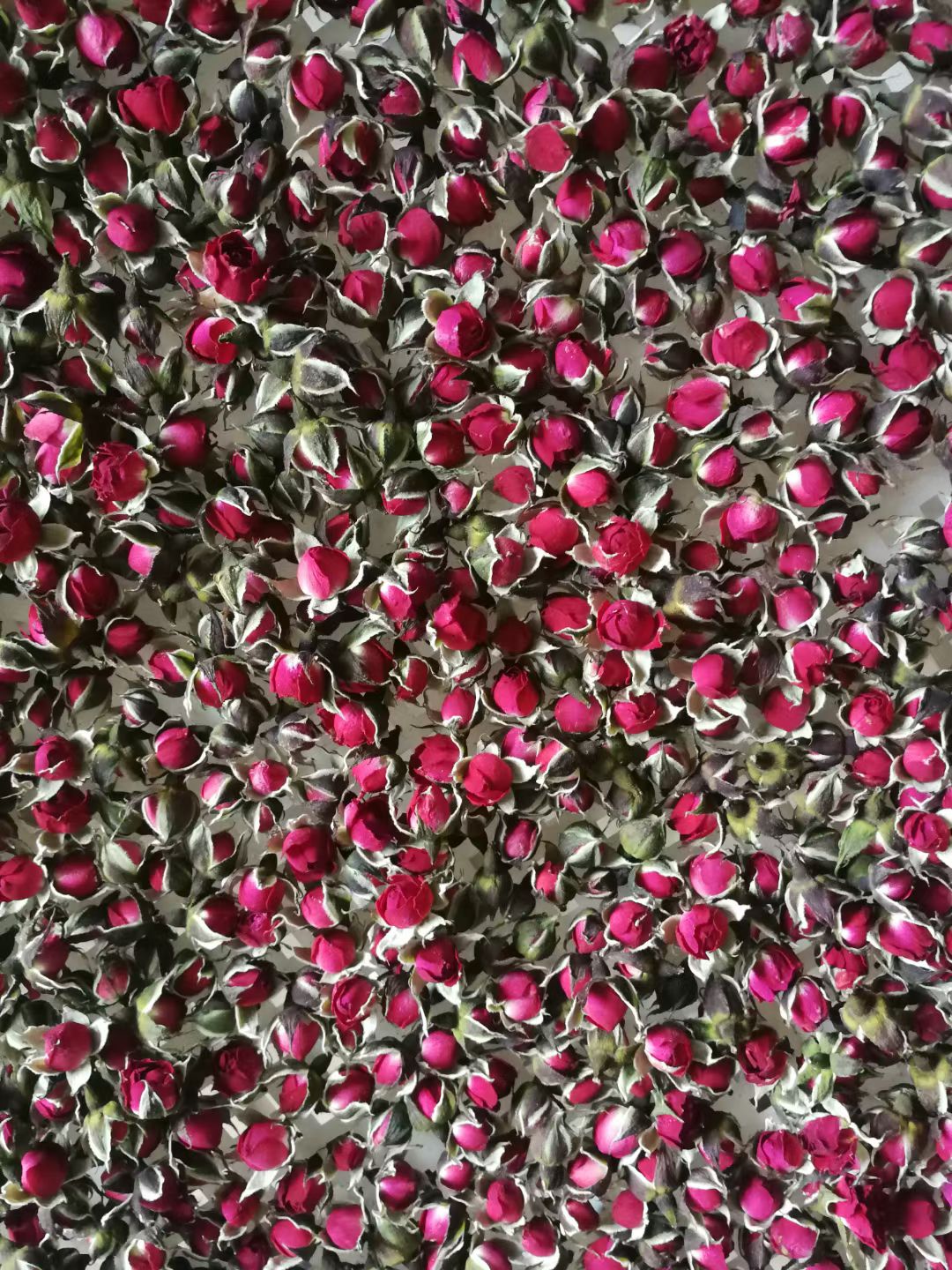 金边玫瑰  玫瑰花，