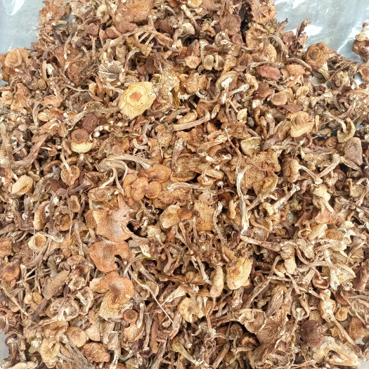 东宁市 东北特产野生榛蘑