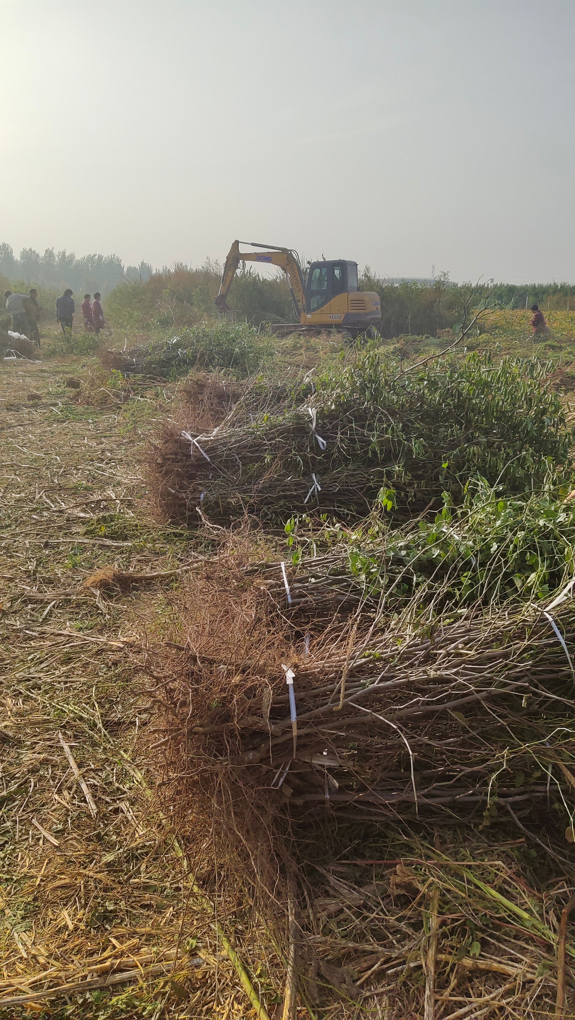 冬枣树苗  占化冬枣苗