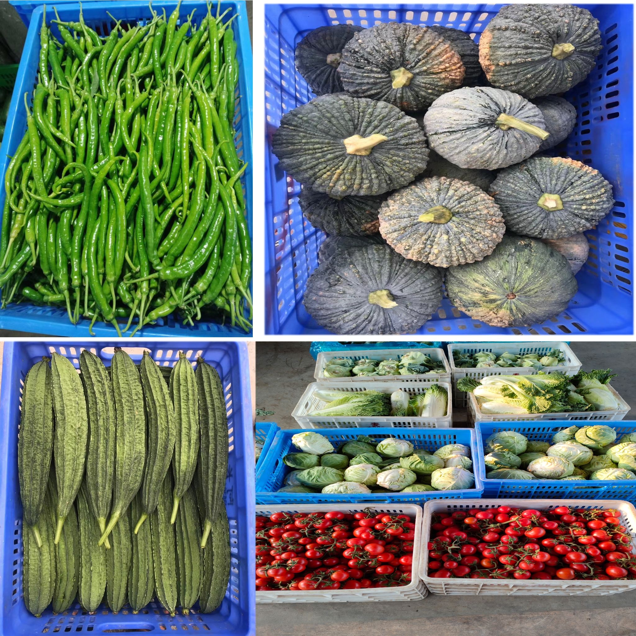 塑料筐  全新熟料打造蔬菜，水果，鸡鸭运输周转箩筐，厂家直销欢迎订购。