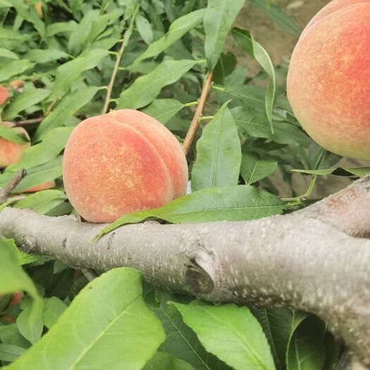 周口永莲蜜桃 自家桃子，好吃不错
