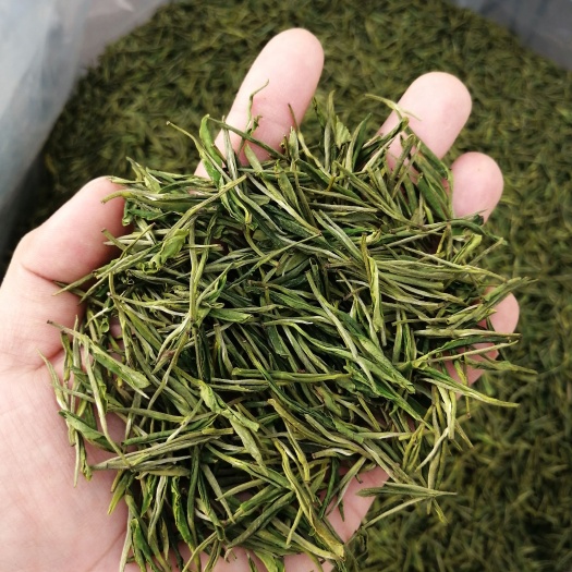 松阳县 白茶