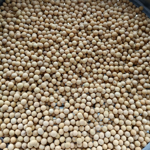 鄂伦春旗黄大豆  呼伦贝尔  本地地产大豆