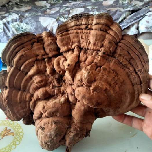 卢氏县 树舌灵芝，纯，需要的联系，提前一天预约上山采收，可视屏