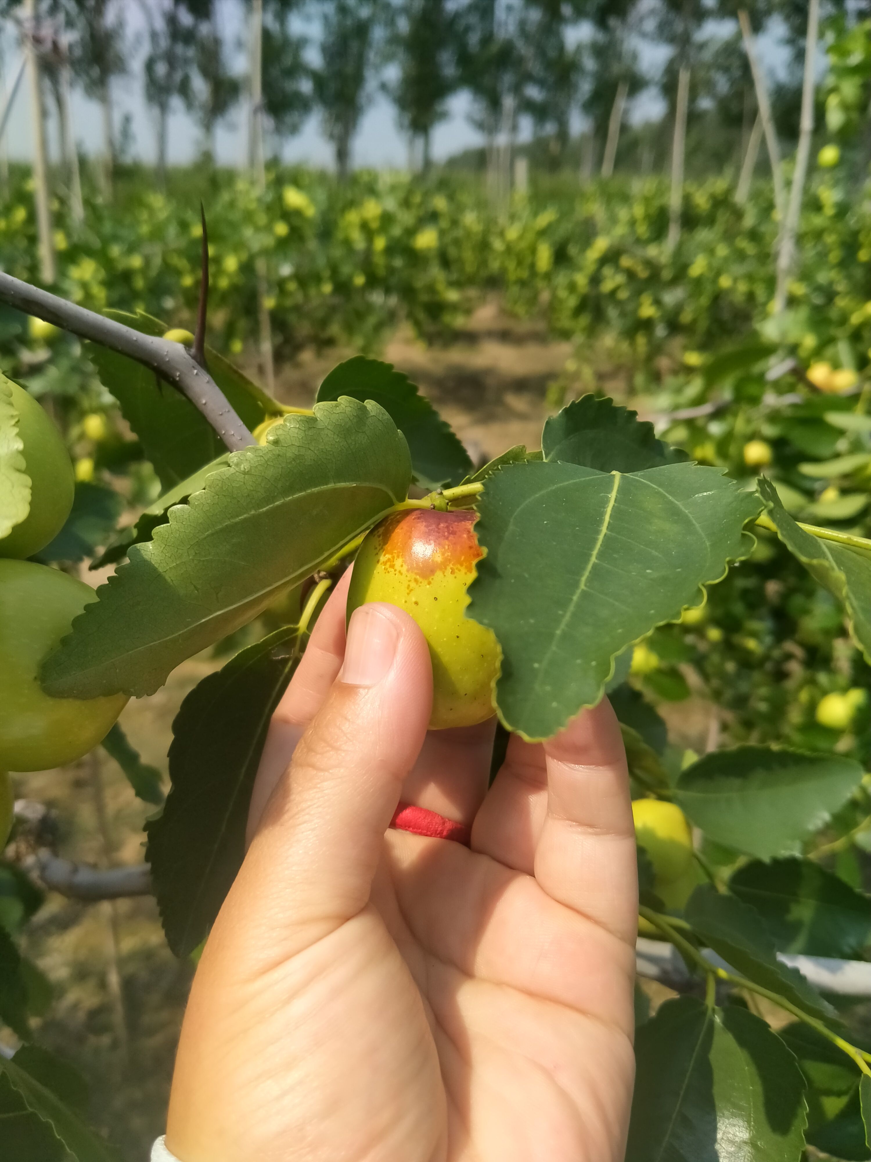 红枣 山东省潍坊市昌邑市 1个月