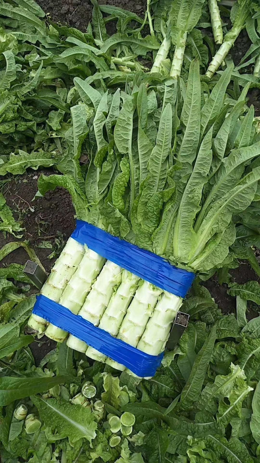 临沂市红叶莴笋 无空心青皮绿肉 产地直销 质量保证 诚信合作