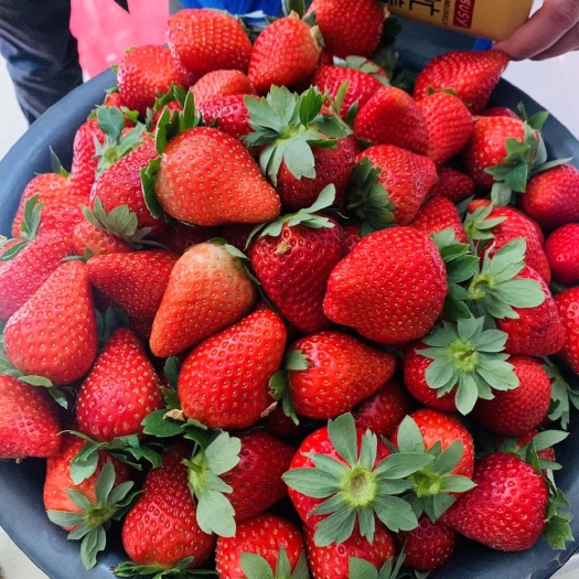 草莓苗基地，红颜草莓苗，章姬草莓苗，隋珠草莓苗，基地直销
