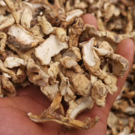 松潘县黄精，甜黄精药材，手工切片