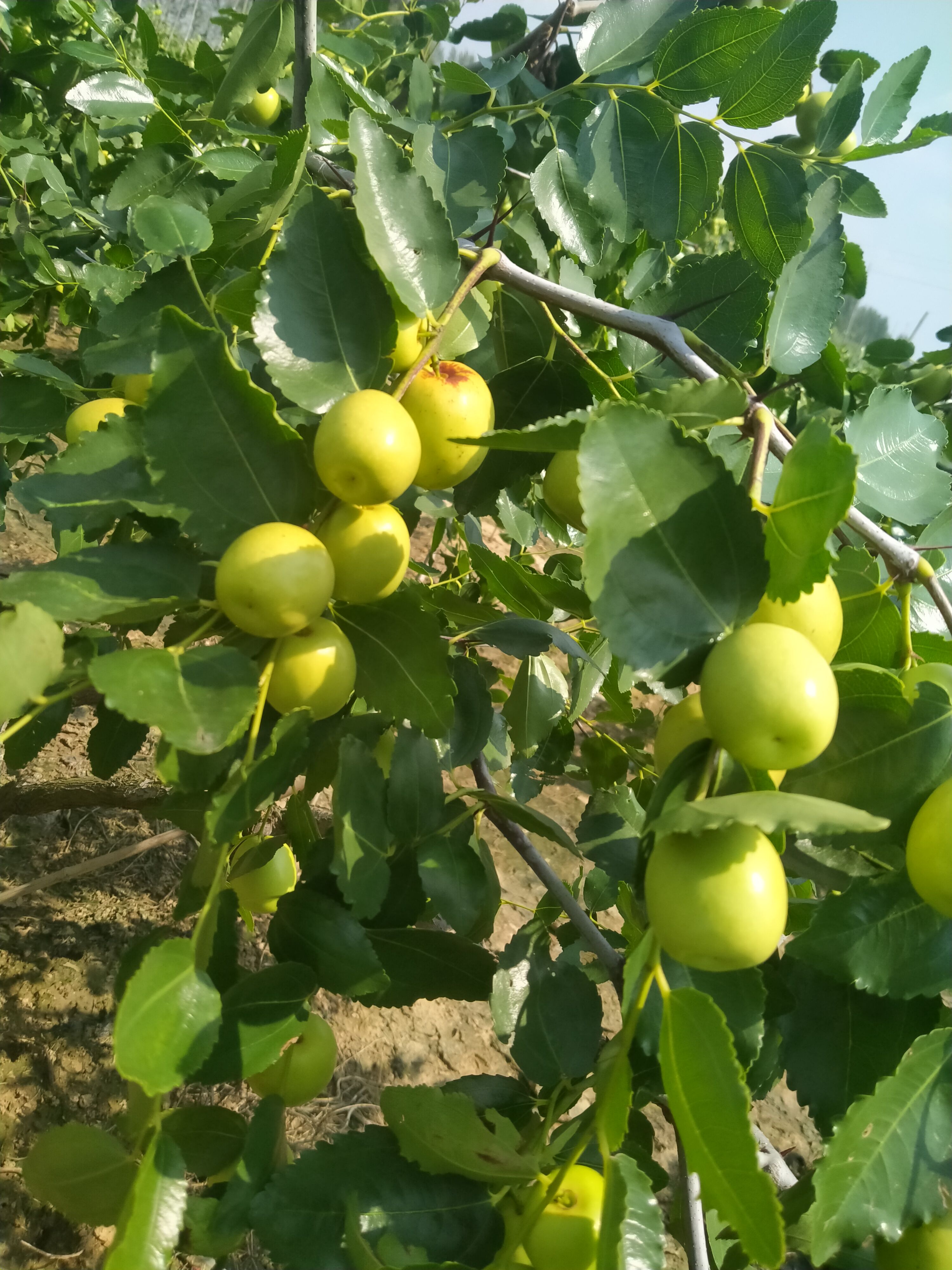 梨枣 山东省潍坊市昌邑市