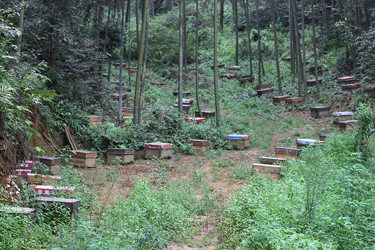 古蔺县秋季高山土蜂百花蜜