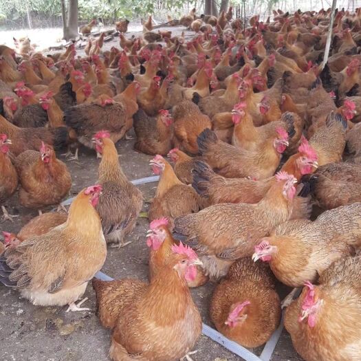 土鸡  150清远鸡批发零售可以1件代发全国发货价格优惠质