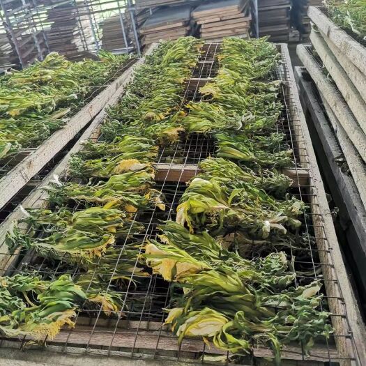 遂溪县金都一号火龙果 金都，大红，红宝龙，各种火龙果花