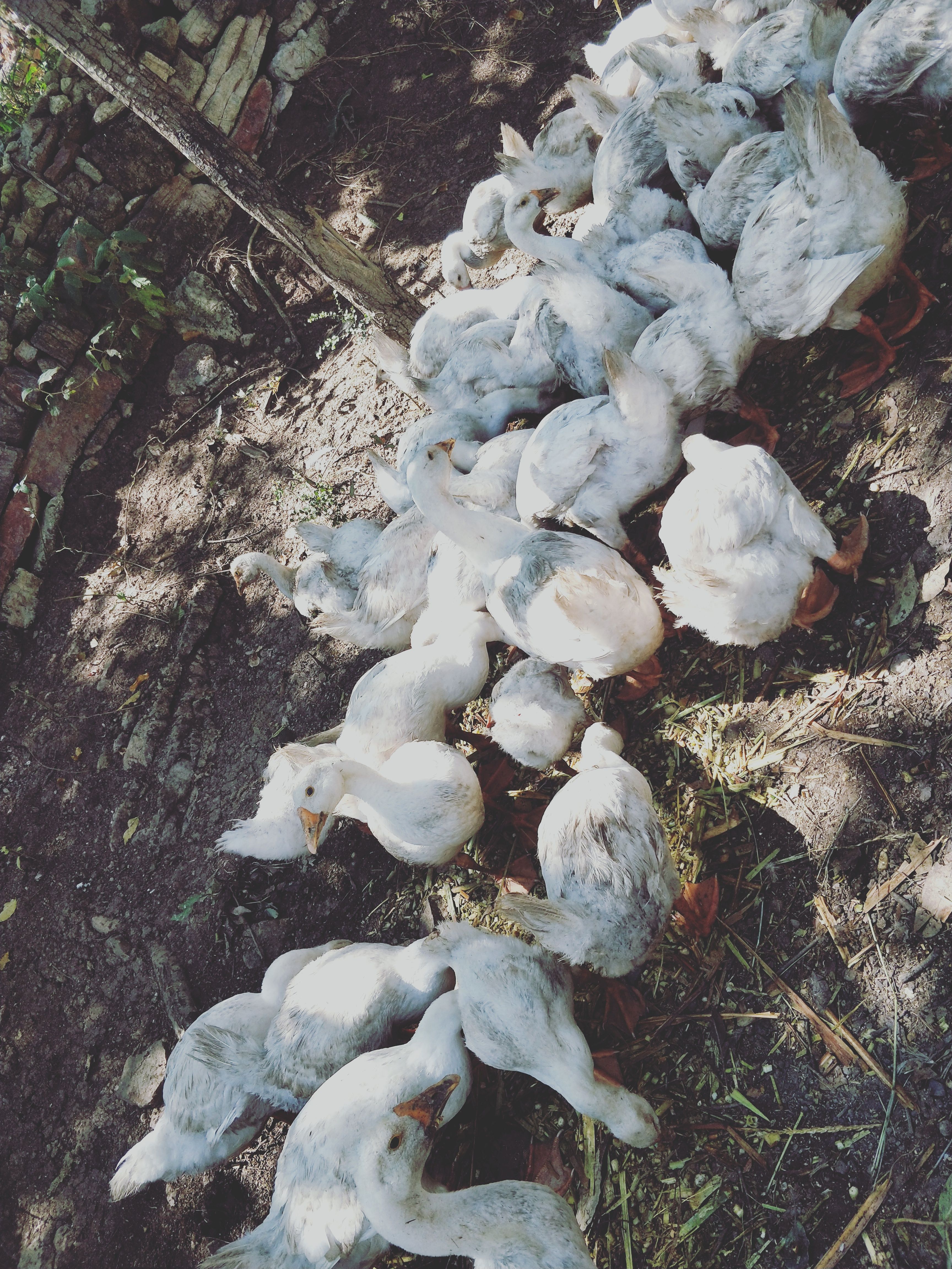  大白鹅，贵州黔西南